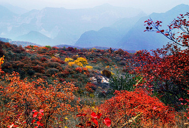 坡峰岭赏红叶 早知坡峰岭 何必去香山（1日行程）