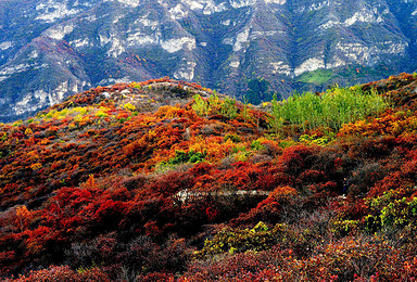 蘑菇旅行 走进红叶世界 坡峰岭（1日行程）