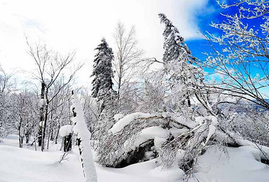 雪乡经典路线 顶级力作 天天组队 哈尔滨 穿越雪乡 长白山 魔界 滑雪赏雾凇（70日行程）