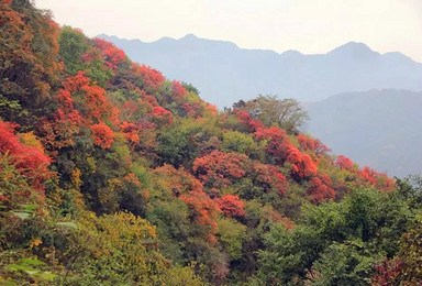 周日 圭峰山登高赏红叶观天生桥（1日行程）