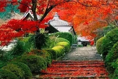 非周末香山景区 双清别墅休闲游(1日行程) 非周末香山景区 双清别墅休闲游(1日行程)