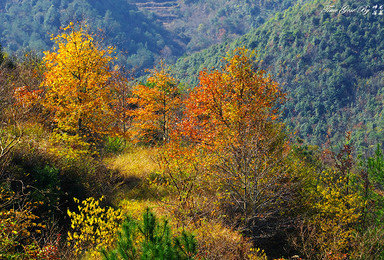 上海蚁群 醉美红枫赏南山秋色重装南黄古道 前杨 杜岙（3日行程）