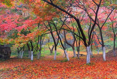栖霞红枫之旅 一场与秋天的约会 南京深度游（3日行程）