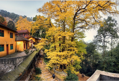 文艺白岩寺 银杏美如画 感受千年古刹 周末休闲游（1日行程）