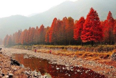 古道徒步 临海小芝胜坑红树林旅游 茶辽红枫古道徙步（3日行程）