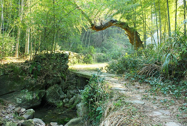 上青古道 真假兰若寺 上青古道竹海觅芳踪（1日行程）