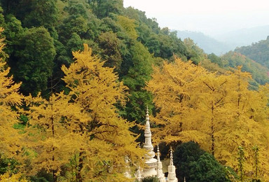 秋日银杏黄 徒步大邑白岩寺（1日行程）