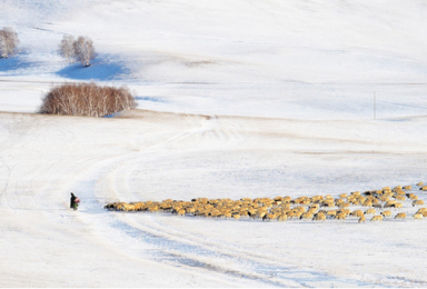 元旦乌兰布统 梦幻之冬 看一次雪原奔马 越野车穿越行摄（3日行程）