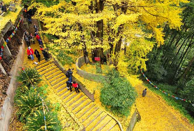 成都银杏 扫黄 第一站 白岩寺（1日行程）