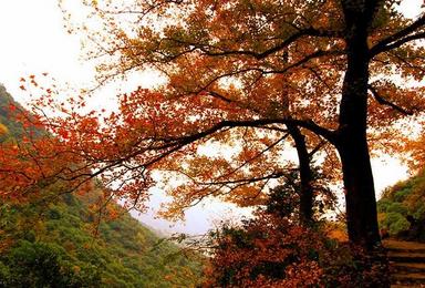 浙江温州文成红枫古道 赏枫叶 拍美景 海边观日出（3日行程）