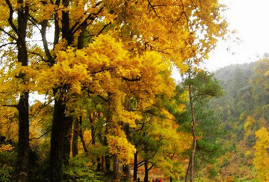 天台高山沙漠 南黄古道红枫银杏（3日行程）