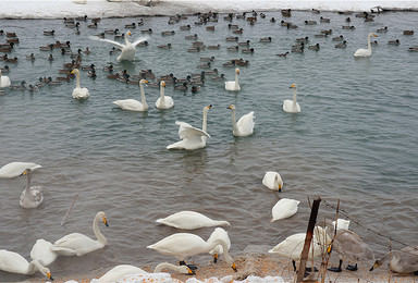 邀您石河子北湖湿地喂食天鹅等珍惜鸟类（1日行程）