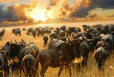 肯尼亚野生动物大迁徙四驱车游猎定制之旅（9日行程）