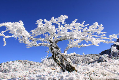 元旦活动 金佛山玩雪体验摄影之旅（2日行程）