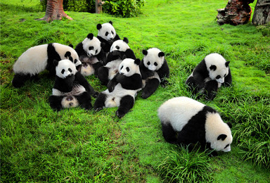 中国最有趣工作 熊猫观察员之旅 四川保护大熊猫基地爱心体验（5日行程）