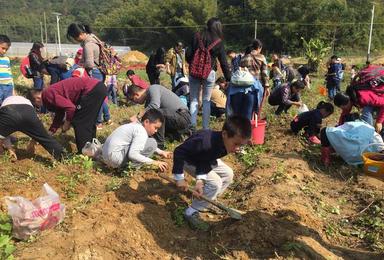 绿森林休闲农场亲子户外体验 挖红薯 竹筒饭 滑沙（1日行程）