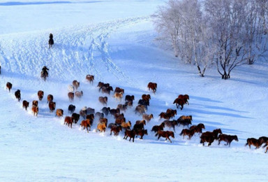北京青野时代内蒙古乌兰布统赏雪迎新年休闲活动（4日行程）