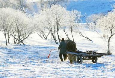 醉美乌兰布统大草原 感受皑皑白雪 越野车休闲穿越（3日行程）