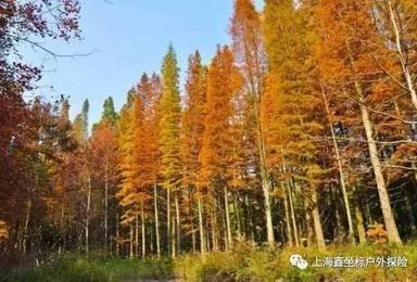 红色娘娘山 甘岭水库 长乐林场红杉枫香（1日行程）