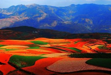 云南元阳梯田 罗平油菜花 东川红土地 元谋土林 建水古城（7日行程）