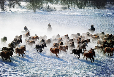 周末发团 乌兰布统 梦幻之冬 越野车穿越 看雪原万马奔腾（2日行程）