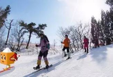 日本箱馆山滑雪 自然学校亲子冬令营（7日行程）