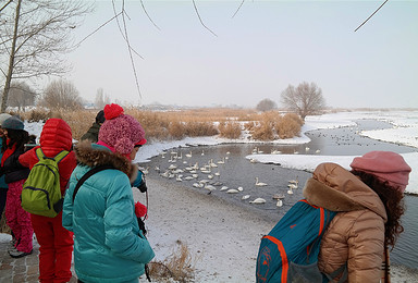 2017年1月15日再次邀您石河子北湖湿地喂食天鹅等珍惜鸟类（1日行程）