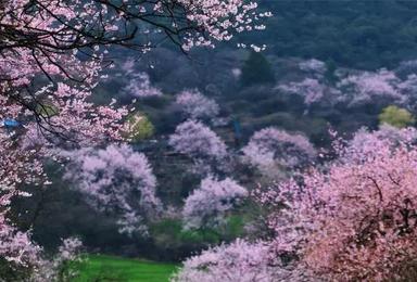 2017金川梨花 林芝桃花 南迦巴瓦峰 雅鲁藏布大峡谷（10日行程）