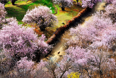 天路花开 金川梨花 林芝桃花 川藏线主题摄影（10日行程）