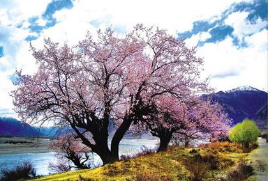 川藏线桃花节 藏地寻花之旅 行程含住宿（9日行程）