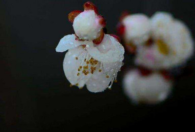 赏青梅煮酒论英雄（1日行程）