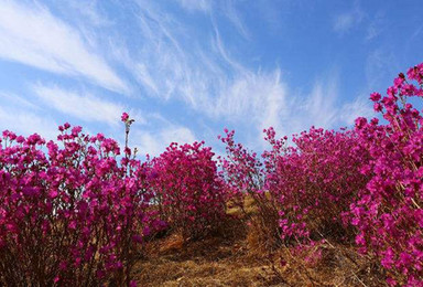春季杜鹃花之旅 海拉尔起止 塞外苏杭 扎兰屯杜鹃花休闲游(2日行程) 春季杜鹃花之旅 海拉尔起止 塞外苏杭 扎兰屯杜鹃花休闲游(2日行程)