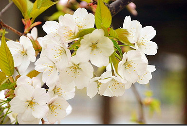 春季赏花 成都 蒲江徒步 赏万亩樱花成都周边赏樱花游（1日行程）