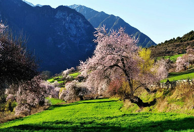一起去看最美梨花和最美桃花 川藏线 丹巴 雅鲁藏布江大峡谷（9日行程）