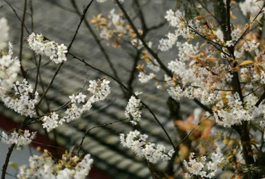 走进蒲江光明乡万亩樱桃花海（1日行程）