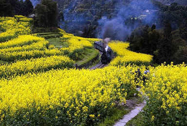 感受世纪文明记忆 嘉阳小火车 赏万亩油菜花（1日行程）