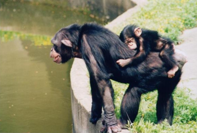 亲子轻科考 Hi Zoo 上海动物园亲子情景科考(1日行程) 亲子轻科考 Hi Zoo 上海动物园亲子情景科考(1日行程)
