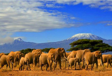 肯尼亚 观野生动物大迁徙（7日行程）