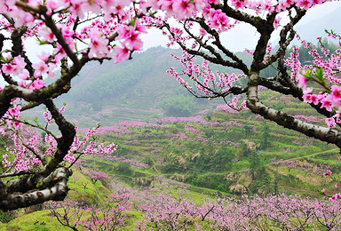 桃花盛开的地方 庄户山徒步穿越 世外桃源（1日行程）