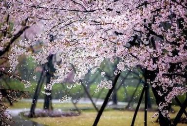 上海顾村公园浪漫樱花节(1日行程) 上海顾村公园浪漫樱花节(1日行程)