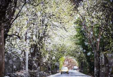 西部春游 千树万树梨花开 金川河谷梨花摄影 周末版（3日行程）