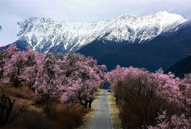 藏地四月奔赴一场桃花的盛宴深度体验之旅（9日行程）