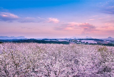 三生三世十里樱花 布依音寨 青岩古镇 独家路线（3日行程）