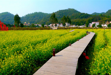 走进广州最美乡村红山村赏油菜花海 塱头古村 踏春休闲游（1日行程）