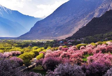 桃花遍野 川藏线桃花节 金川梨花 藏地寻花之旅（9日行程）