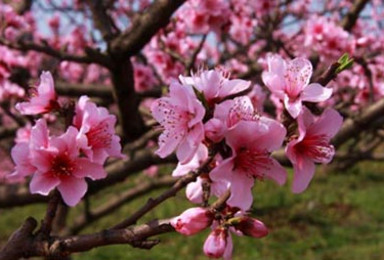 随意游 生三世十里桃花 花开时缘 花落是劫 丹棱桃花（1日行程）