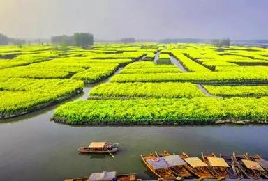 周末扬州 兴化水上油菜花 瘦西湖 李中水上森林（2日行程）