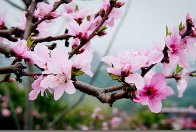 广汉松林桃花（1日行程）