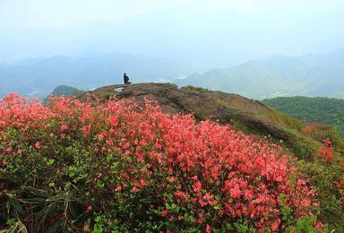 登鸬鸟山 赏山顶杜鹃花开成海 看漫山红遍（1日行程）