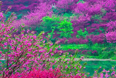 深入浙东的 西藏 徜徉十里樱花海 邂逅一场樱花雨（1日行程）